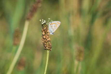 Het bruin blauwtje