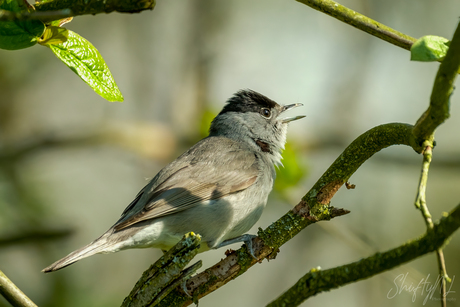 Singing loud