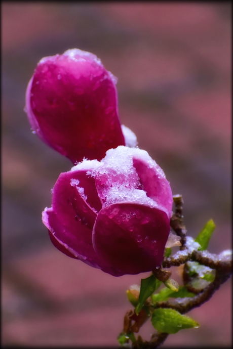 Sneeuw in april