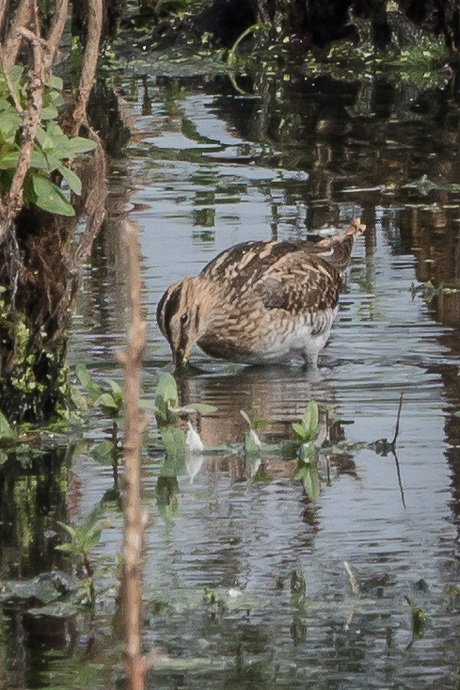 watersnip