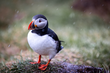 Puffin (papegaaiduiker)