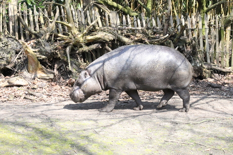 Dwergnijlpaard