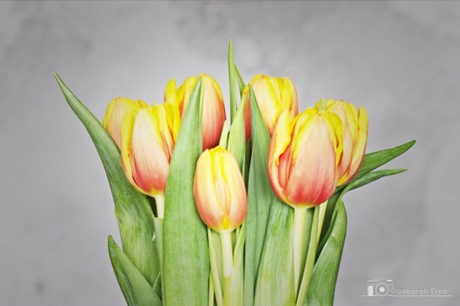 Tulpen