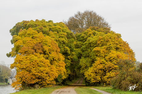 Sassafras bomen