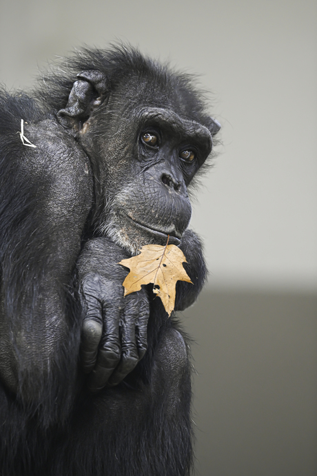 Herfst Chimpansee