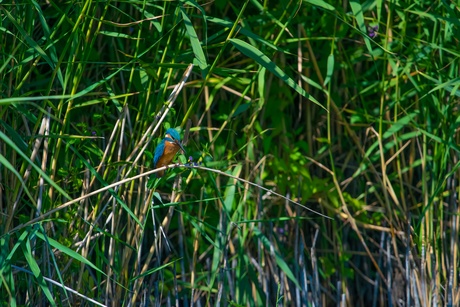 Ijsvogel