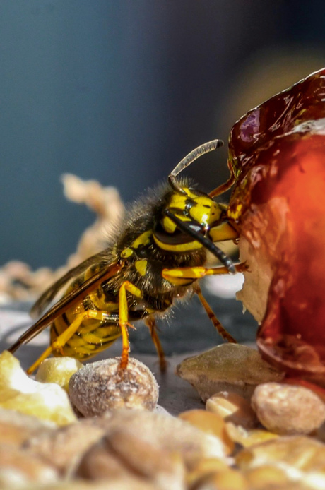 Duitse wesp aan de zoetigheid 