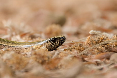 Portret van een Hazelworm