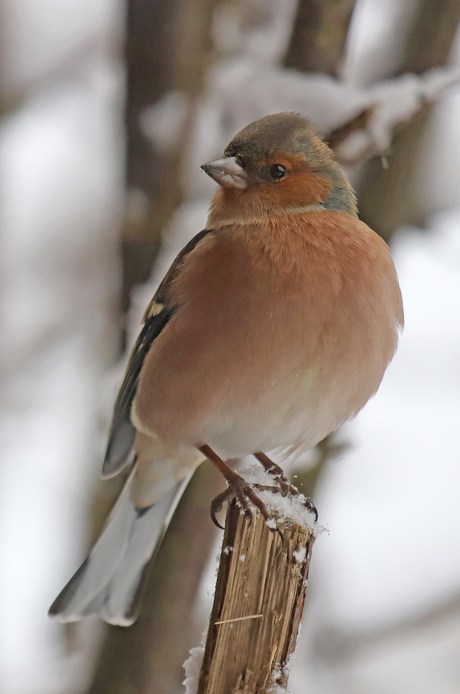 Vink