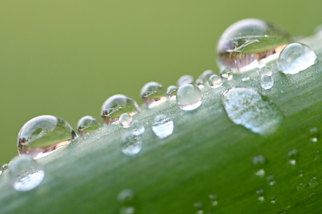 Dauwdruppels als knikkers op een blad 
