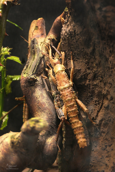Eurycantha horrida