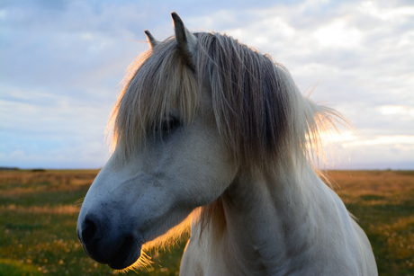 Ijslands paard bij zonsondergang