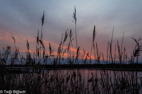 Verscholen tussen het riet deed de zon zijn best.