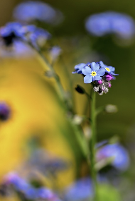 Vergeet-me-nietje