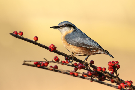 Boomklever op tak met rode bessen