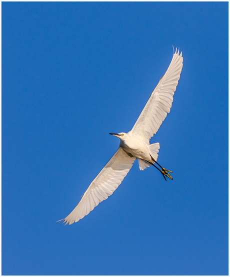 Kleine Zilverreiger.