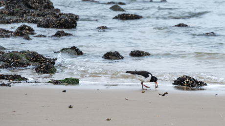 Scholekster heeft beet