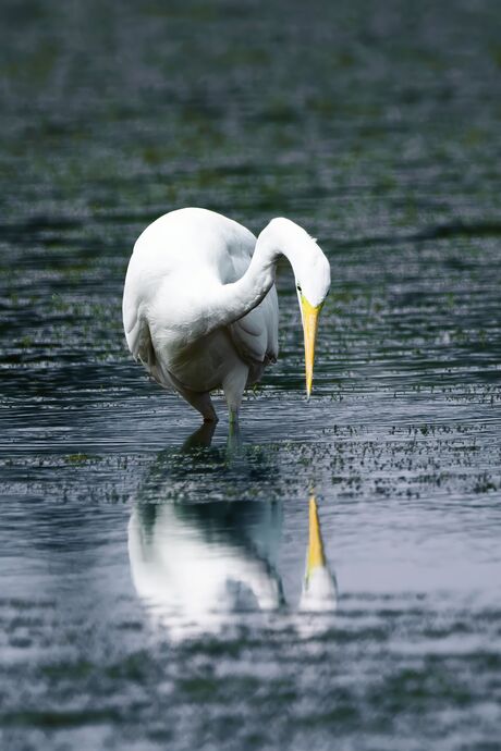 Zilverreiger op jacht