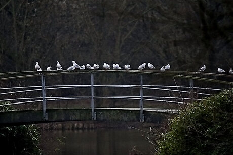 brug zitters