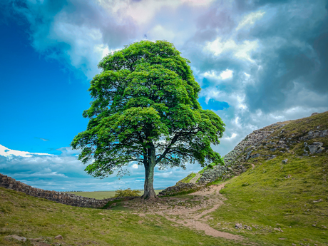 Robin Hood Tree
