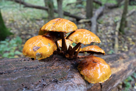 Paddenstoelen