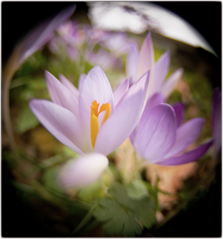 Krokus