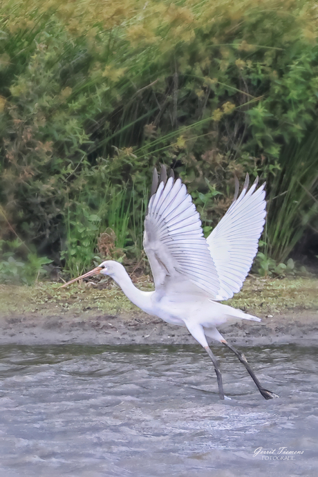 Zilverreiger