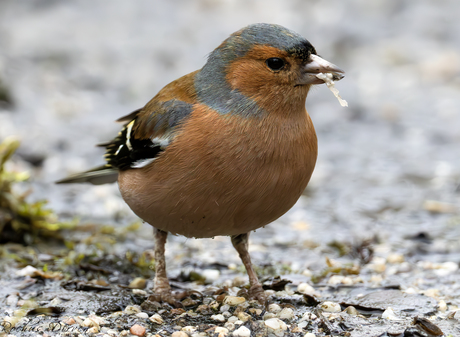 Vink