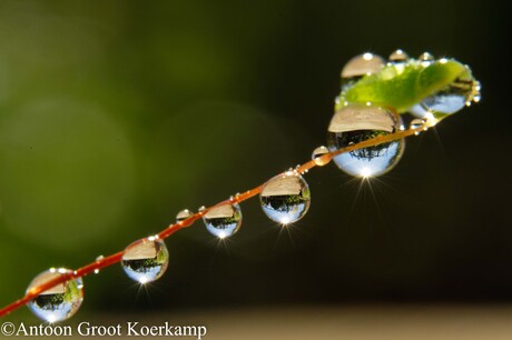 Moszaad met druppels