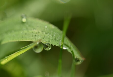 Regendruppels op het gras