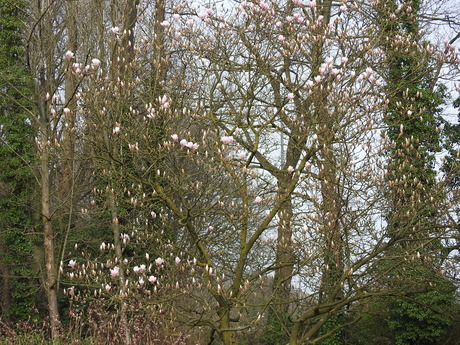 Magnolia als prille Lente parfum, Nijmegen 2026