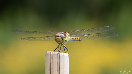Kijk is diep in mijn ogen