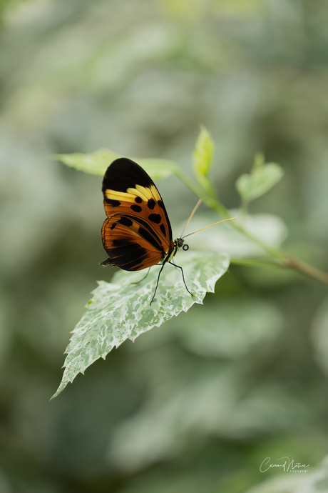 Melinaea menophilus-