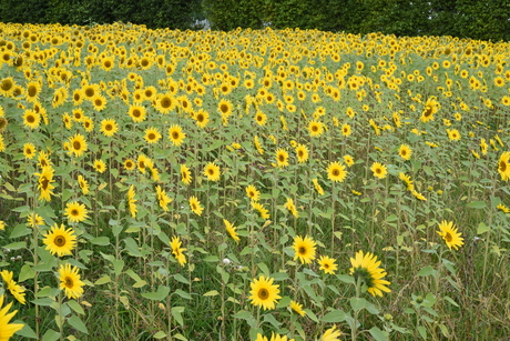 Een veld vol zonnige bloemen