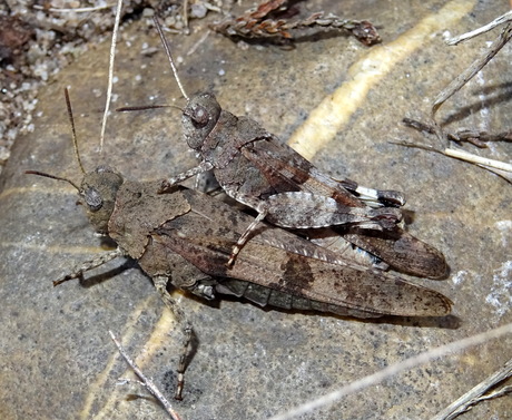 Blauwvleugelsprinkhanen 