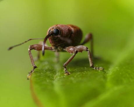 Kever frontaal op groen blad