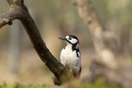 Grote Bonte Specht, Clingse Bos