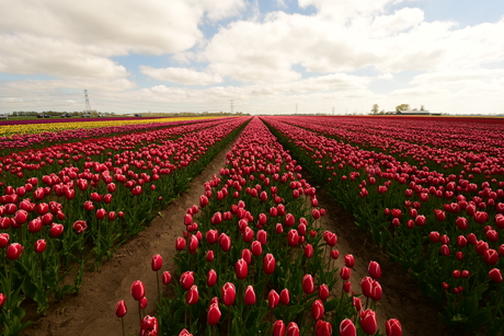 Tulpen