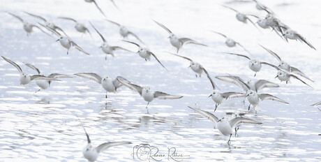 Drieteenstrandlopers