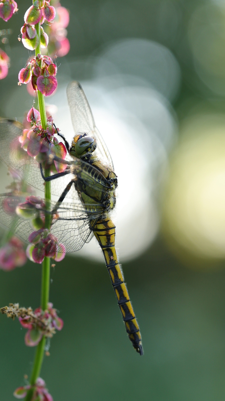 Libelle