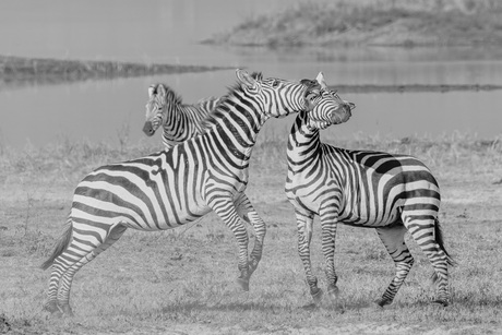 Spelende zebra's in Ngorongoro Krater