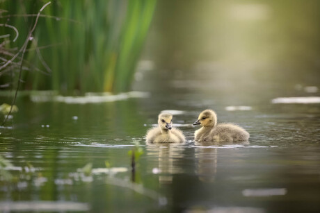 Jonge Canadese gans