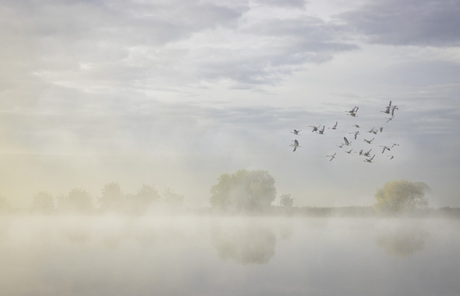 Mistig landschap