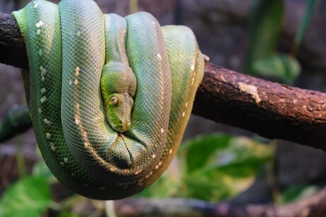 Opgerolde groene boompython