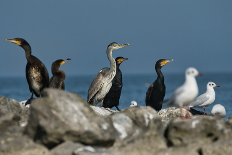 De vogelrots in het IJsselmeer nabij Andijk