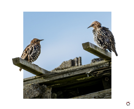 Spreeuwen op het schuurdakje!