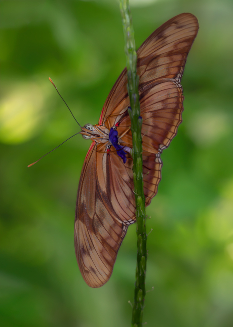 Dryas julia