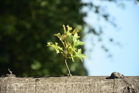 Wandeling door het Reigersbroek.