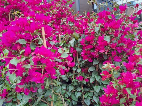 20250430  140053   PINK RIBBON  nr15   Tuincentrum  Ockenburg   30 april 2025  