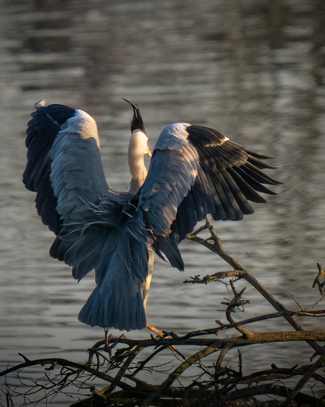 Blauwe Reiger 